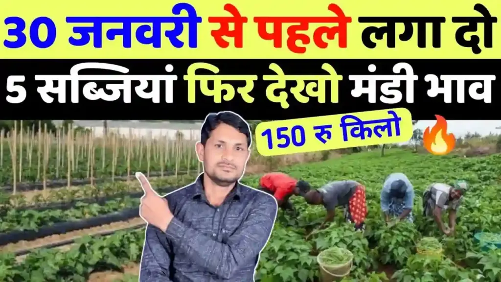 खेती-किसानी: 30 जनवरी तक लगा दें ये 5 सब्जियां, मिलेगा ₹100 किलो तक का बंपर मंडी भाव