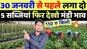 खेती-किसानी: 30 जनवरी तक लगा दें ये 5 सब्जियां, मिलेगा ₹100 किलो तक का बंपर